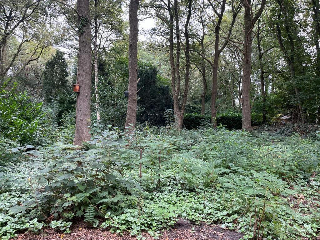 Huisje In Het Bos زاودلارن المظهر الخارجي الصورة